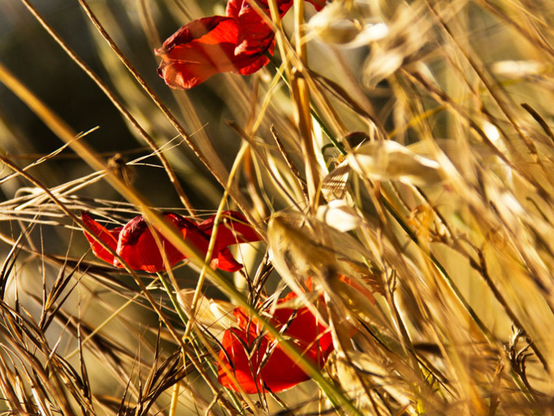 Poppies-Simone-Cunego